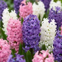 Green Boutiq - 40x Hyacinthus Pastel mix - Pastel mix hyacint - Pastel - Voorjaarsbloeier - Bolmaat 14/15