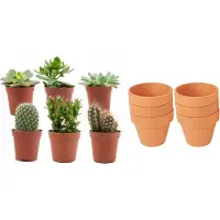 Green Boutiq ZynesFlora - Mini Cactus & Succulenten Mix - 6 Stuks - Ø 8,1 cm Terracotta Bloempotten - 5-10 cm