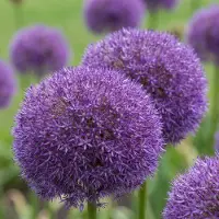 Green Boutiq - 2x Allium Pinball Wizard - Sierui Toverbal - Paars - Zomerbloeier - Bolmaat 18/20
