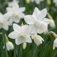 Green Boutiq - 120x Narcissus Triandrus Thalia - Engelennarcis - Wit - Voorjaarsbloeier - Bolmaat 10/12