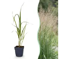 Green Boutiq - Grassen - Molinia arund. Karl Foerster - Pijpestrootje - Met Pluim - Groen - 1 Plant - Pot 11cm - Hoogte 15-25cm
