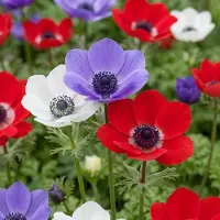 Green Boutiq - 120x Anemone de Caen Mix - Klaproosanemoon de Caen mix - Diversen - Voorjaarsbloeier - Bolmaat 5/6