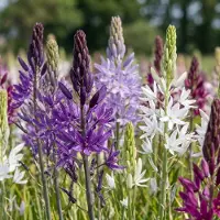 Green Boutiq - 20x Camassia Leichtlinii Mix - Grote camas - Blauw en Wit - Zomerbloeier - Bolmaat 12/14