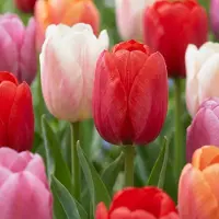 Green Boutiq - 15x Tulipa Glowing with pride - Tulp Glowing with pride - Diversen - Voorjaarsbloeier - Bolmaat 11/12