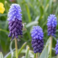 Green Boutiq - 200x Muscari Latifolium - Breedbladig blauw druifje - Blauw - Verwilderingsbol - Bolmaat 5/6