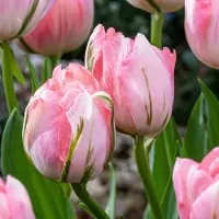 Green Boutiq - 48x Tulipa Double Pink - Dubbele roze tulp - Roze - Voorjaarsbloeier - Bolmaat 11/12