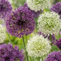 Green Boutiq - 160x Allium Purple - White Mix - Sierui paars-wit mix - Paars en Wit - Zomerbloeier - Bolmaat 10/12