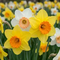 Green Boutiq - 40x Narcissus mix - Narcissen mix - Diversen - Voorjaarsbloeier - Bolmaat 10/12