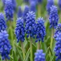 Green Boutiq - 400x Muscari Armeniacum - Armeense druifhyacint - Blauw - Verwilderingsbol - Bolmaat 7/8