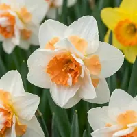 Green Boutiq - 80x Narcissus Replete - Dubbele narcis Replete - Wit en Oranje - Voorjaarsbloeier - Bolmaat 10/12