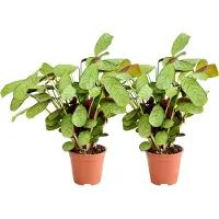 Green Boutiq ZynesFlora - Ctenanthe Amagris - 2 Stuks - Ø 14 cm - Hoogte: 25 - 35 cm - Calathea - Luchtzuiverend - Kamerplant - Gebedsplantje