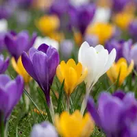 Green Boutiq - 560x Crocus mix - Gemengde krokussen - Diversen - Verwilderingsbol - Bolmaat 7/8
