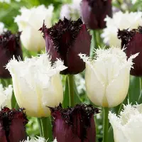 Green Boutiq - 120x Tulipa Breakdance mix - Tulp Breakdance mix - Diversen - Voorjaarsbloeier - Bolmaat 11/12