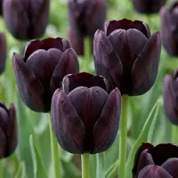 Green Boutiq - 140x Tulipa Black - Zwarte tulp - Zwart - Voorjaarsbloeier - Bolmaat 10/11