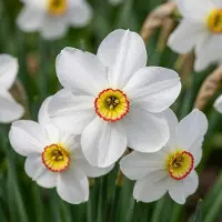 Green Boutiq - 60x Narcissus Recurvus - Witte fazantoog - Wit - Voorjaarsbloeier - Bolmaat 10/12