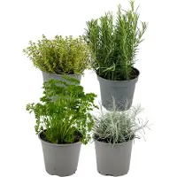 Green Boutiq ZynesFlora Italiaanse Kruidenmix - 4 Stuks - Ø 12 cm - Hoogte: 12-15 cm - Tuinkruiden Rozemarijn Thym Lavendel Bonenkruid Salie Oregano Kruidentuin