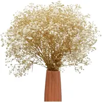 Famanu – Witte gedroogde bloemen Gypsophila takken, natuurlijke Babys Breath bloemenboeket voor thuisdecoratie, bruiloften en DIY kransen