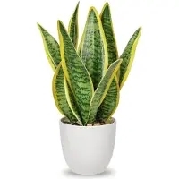 Famanu – Sansevieria kunstplant in keramische pot, kleine kamerplant, kunstmatige slangenplant, perfect voor badkamer, slaapkamer, thuis en kantoor, decoratie, hoogte 33 cm