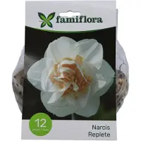 Famiflora Narcis Replete - Voorjaarsbloeiers - 12 bloembollen - Weelderige bloei voor een luxe uitstraling in de tuin - Geeft een gevoel van elegantie en pracht waardoor je tuin opvalt