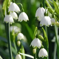 QFB Gardening Leucojum Gravetye Giant | 10 stuks | Wit | Leucojumbollen