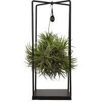 Green Boutiq ZynesFlora Tillandsia Luchtplant - Woonkamer Decoratie - Ø 14 cm - Hoogte: 37 cm - Luchtzuiverende Kamerplant