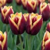 Green Boutiq - 120x Tulipa My Favourite Topping - Tulp Mijn Favoriete Topping - Diversen - Voorjaarsbloeier - Bolmaat 11/12