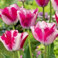 Green Boutiq - 24x Tulipa Mata Hari - Mata Hari tulp - Roze en Wit - Voorjaarsbloeier - Bolmaat 11/12
