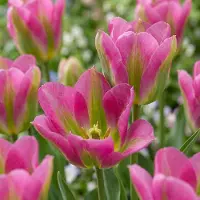 Green Boutiq - 48x Tulipa Strawberry Lemonade - Tulp Aardbeilimonade - Diversen - Voorjaarsbloeier - Bolmaat 11/12