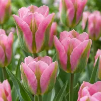 Green Boutiq - 48x Tulipa Striped Crown - Gestreepte Kroon Tulp - Diversen - Voorjaarsbloeier - Bolmaat 11/12