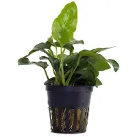Aquaflora Anubias barteri var. nana compacte aquariumplant in pot