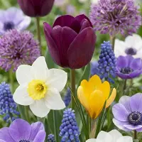 Green Boutiq - 1000x Bulb Garden Mix - Bollentuinmix - Diversen - Zomerbloeier - Bolmaat 10/12