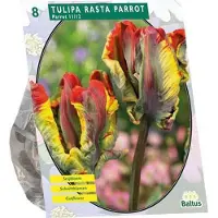 Baltus Tulpenbol Rasta Parrot - 1 x 8 stuks
