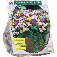 Baltus Crocus Botanisch, Mix per 60| Bloembollen | Flower bulbs | Najaarsbloeier |Bulb les fleurs