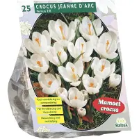 Baltus - Crocus Grootbloemig Wit per 25 bloembollen
