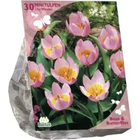 Baltus Bees & Butterflies - Tulipa Bakari Lilac Wonder - per 30 Bloembollen - Najaarsbloeier