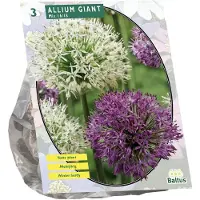 Baltus Allium Giant Mix per 3 | Bloembollen | Flower bulbs | Najaarsbloeier |Bulb les fleurs | Sierui