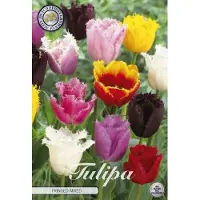 Sam van Schooten Gefranjerde Mixed Fringed Tulpenbollen 10 stuks bolmaat 12+