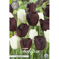 Sam van Schooten Black Jacky Garden Tulpenbollen 10 stuks bolmaat 12+