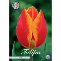 Sam van Schooten Flair Triumph Tulpenbollen Bolmaat 12+ 10 Bloembollen