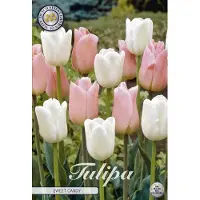 Sam van Schooten Sweet Candy Garden Tulpenbollen 10 stuks bolmaat 12+