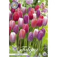 Sam van Schooten Nederlands Beste Kwaliteits bloembollen - Tulpen Tulp Garden Pride Garden x10 12/+s