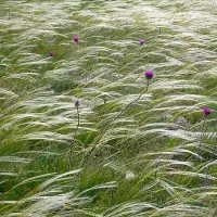 Arborix 6x Stipa pennata Pot 9x9cm - Prachtig siergras voor in de tuin