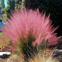 Arborix 6x Muhlenbergia capillaris Pot 9x9cm - Prachtig siergras voor in de tuin