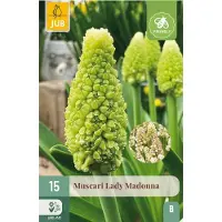 JUB Muscari lady madonna 15st