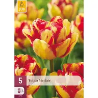 JUB Tulipa Mayfair bloembol 5 stuks