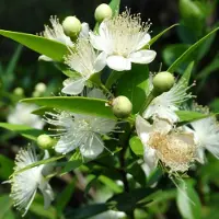 Arborix Myrtus communis 30-40cm - Myrte, geurige en wintergroene struik voor tuin en huis