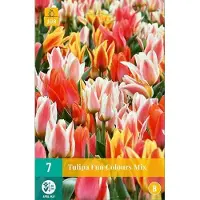 JUB - Tulipa Fun Colours, 5 bloembollen