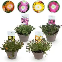 Green Boutiq - Bodembedekker - Winterhard - Delosperma Jewel of Dessert - 4 Planten - Kleuren Rood - Oranje - Paars - Roze - Weinig Onderhoud - Pot 14cm Hoogte 17cm