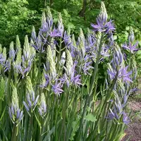 QFB Gardening Camassia leichtlinii Caerulea | 2 stuks | Blauw | Camassiabollen