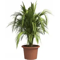 Cstore Artevasi venezia cilindro bloempot - 50 cm - terracotta
